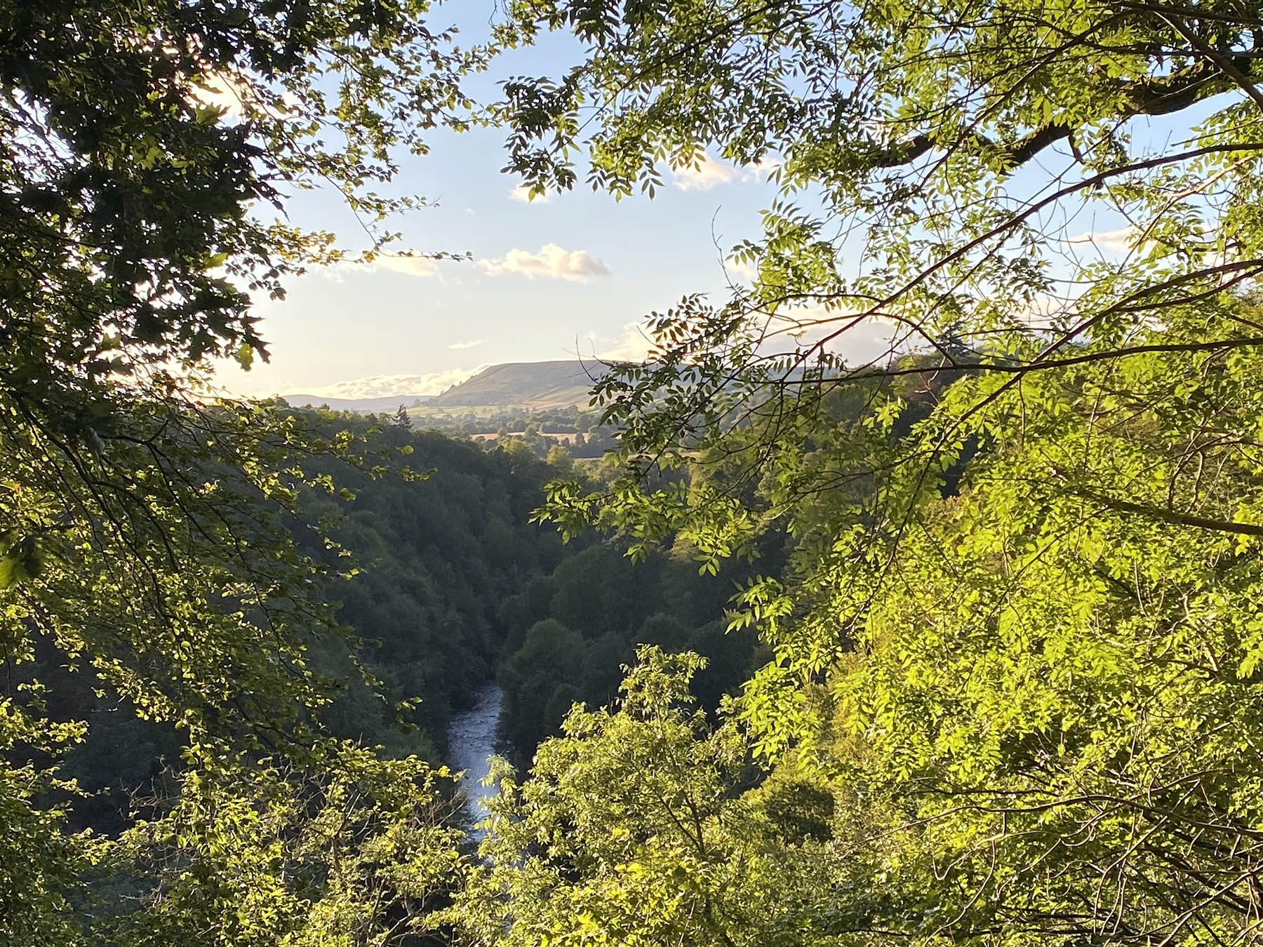 A leafy view of the Airlie Valley